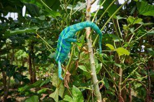 Madagascars Best Beaches with Chameleon in Madagascar - Komba Cabana