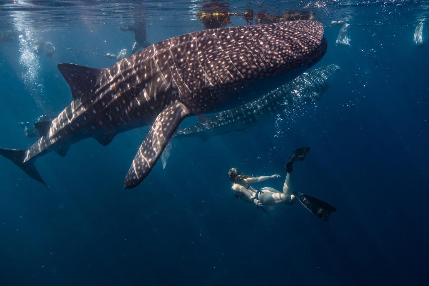 Marine life during Nosy Iranja excursion